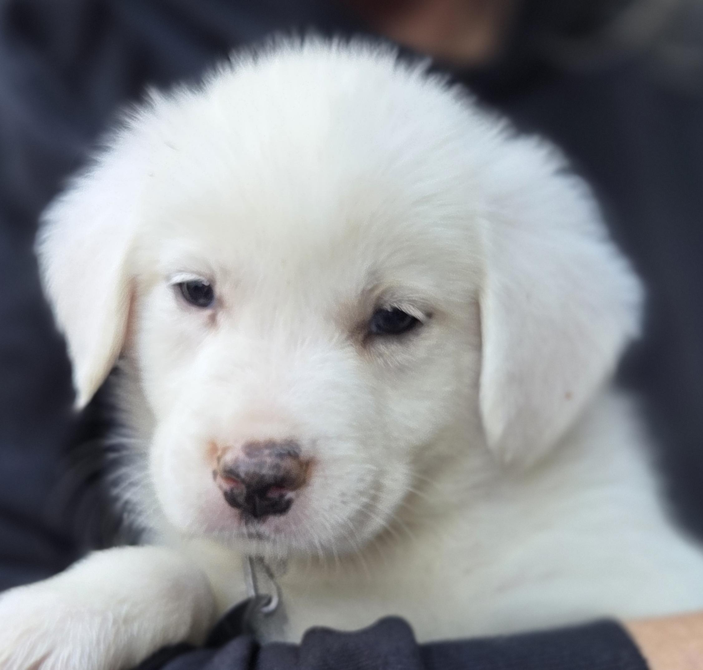 Enlarge Cracker Jack, a Adoptable mixed breed in Saint Paul, MN image 1/6