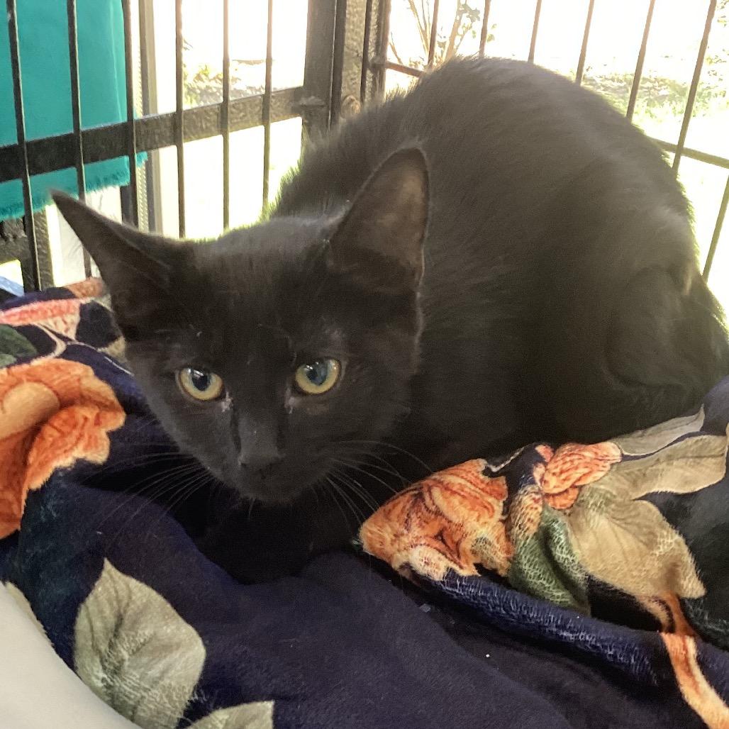 Enlarge Moon, a Adoptable Domestic Medium Hair in Montgomery, AL image 1/2