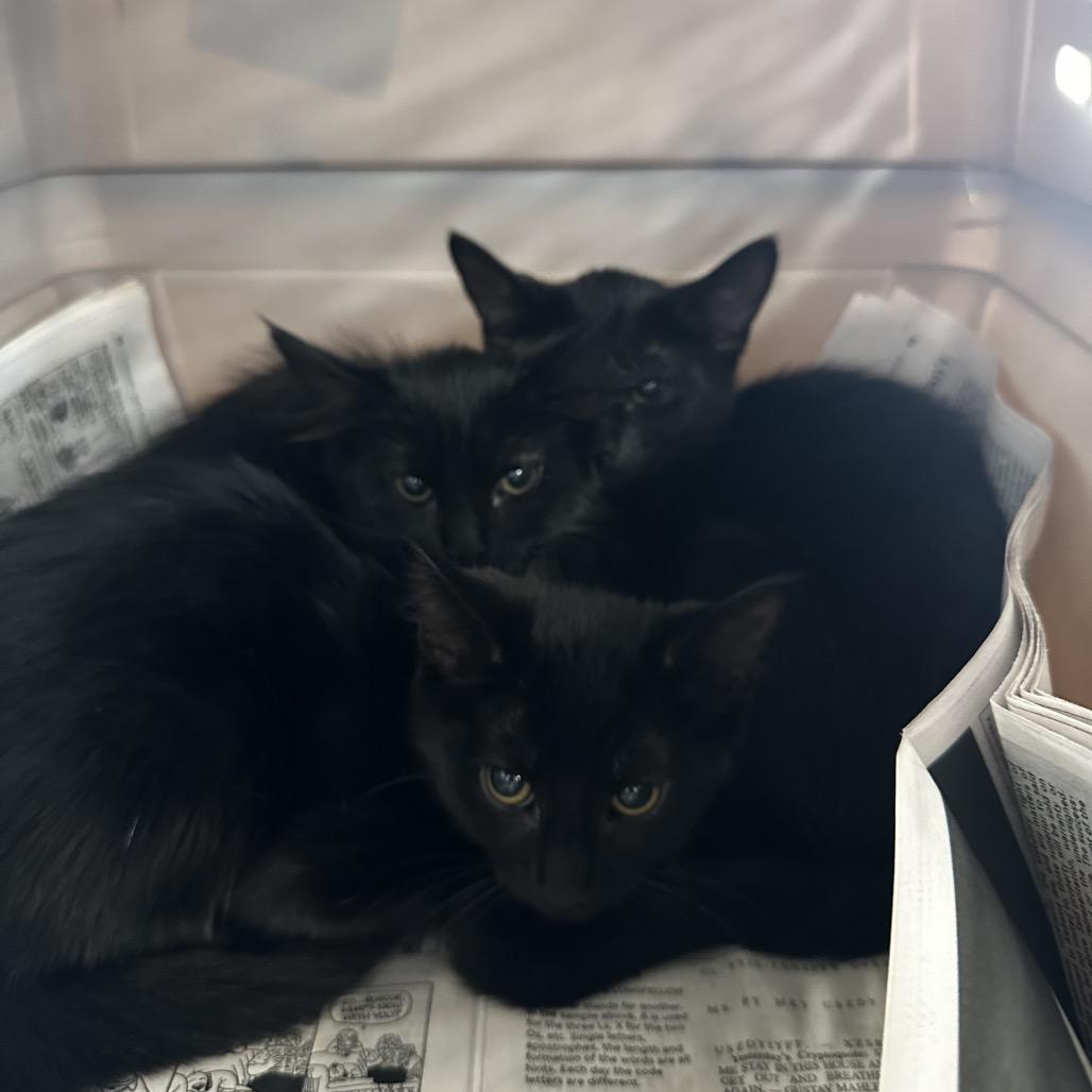 Enlarge Moon, a Adoptable Domestic Medium Hair in Montgomery, AL image 2/2