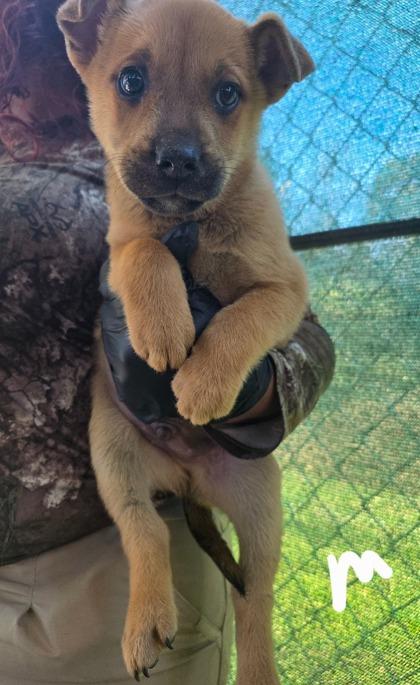 Enlarge Mushroom, a Adoptable mixed breed in Madison, WI image 1/1