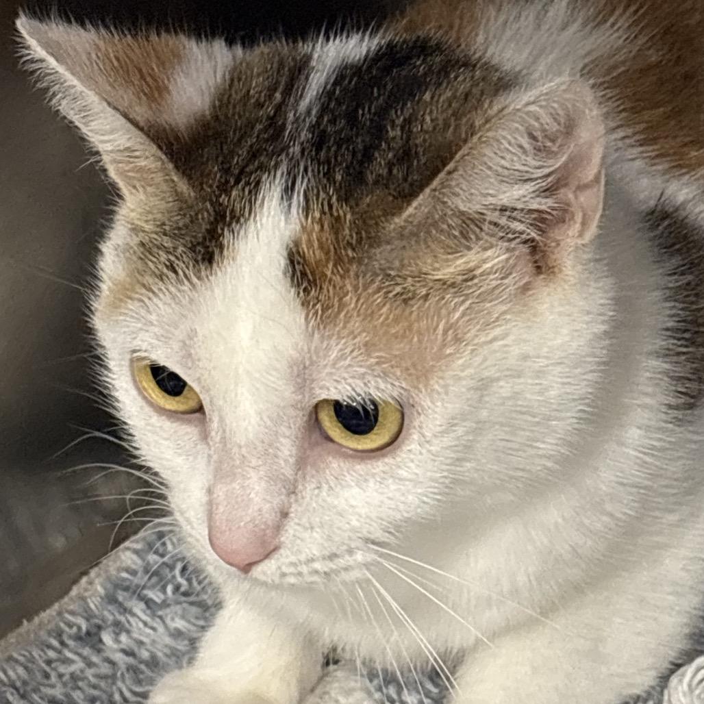 Peaches, Adoptable, Young Female Domestic Short Hair.