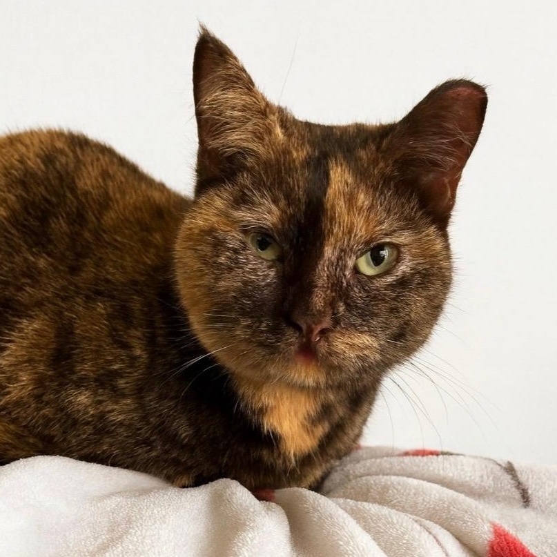 Enlarge Tess and Zoey (bonded mother and daughter), a Adoptable Domestic Short Hair in Knoxville, TN image 4/6