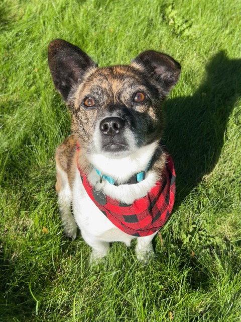 Tim, Adoptable, Adult Male Chihuahua & Pug.