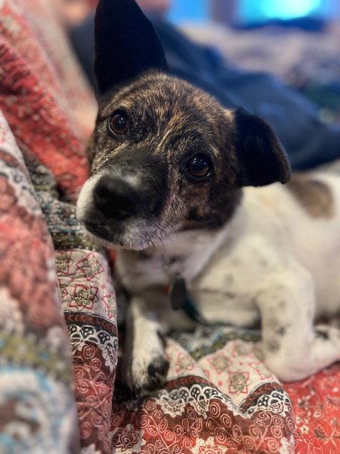 Enlarge Tim, a Adoptable mixed breed in Seattle, WA image 2/3
