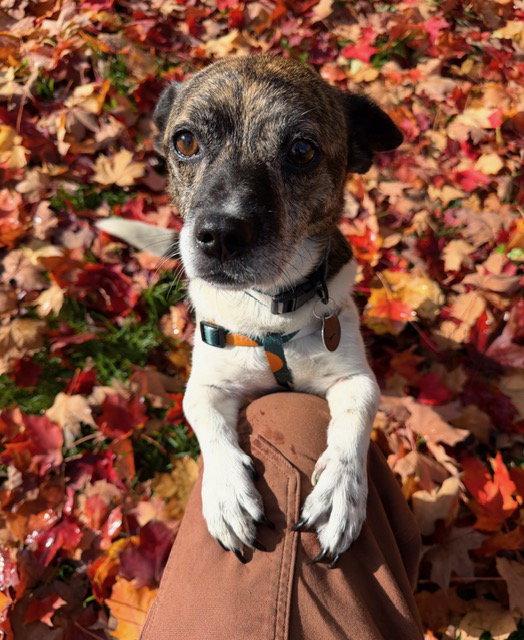 Enlarge Tim, a Adoptable mixed breed in Seattle, WA image 3/3