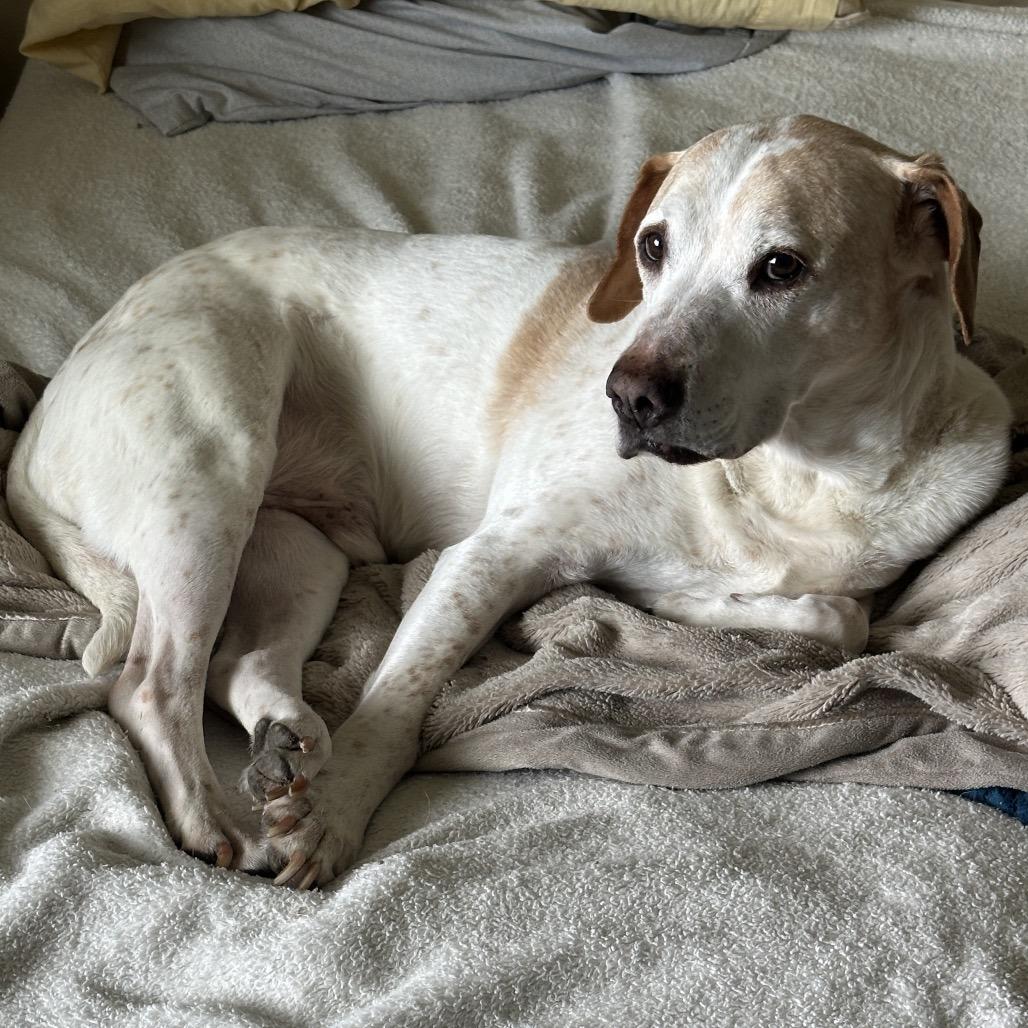 ROCKET, a Adoptable mixed breed in Cashmere, WA image 3/6