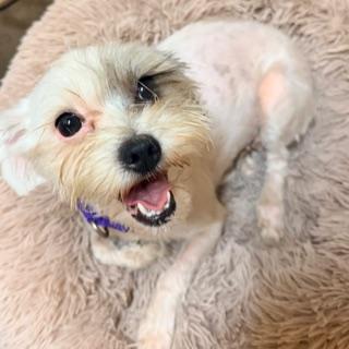 Enlarge POPPY, a ADOPTABLE mixed breed in Santa Monica, CA image 3/3
