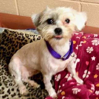 Enlarge POPPY, a ADOPTABLE mixed breed in Santa Monica, CA image 2/3