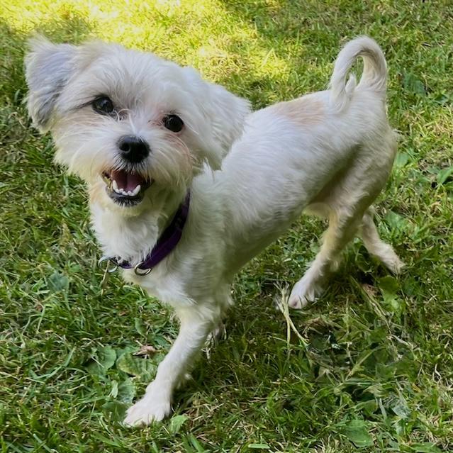 POPPY, ADOPTABLE, Young Female Lhasa Apso & Maltese.