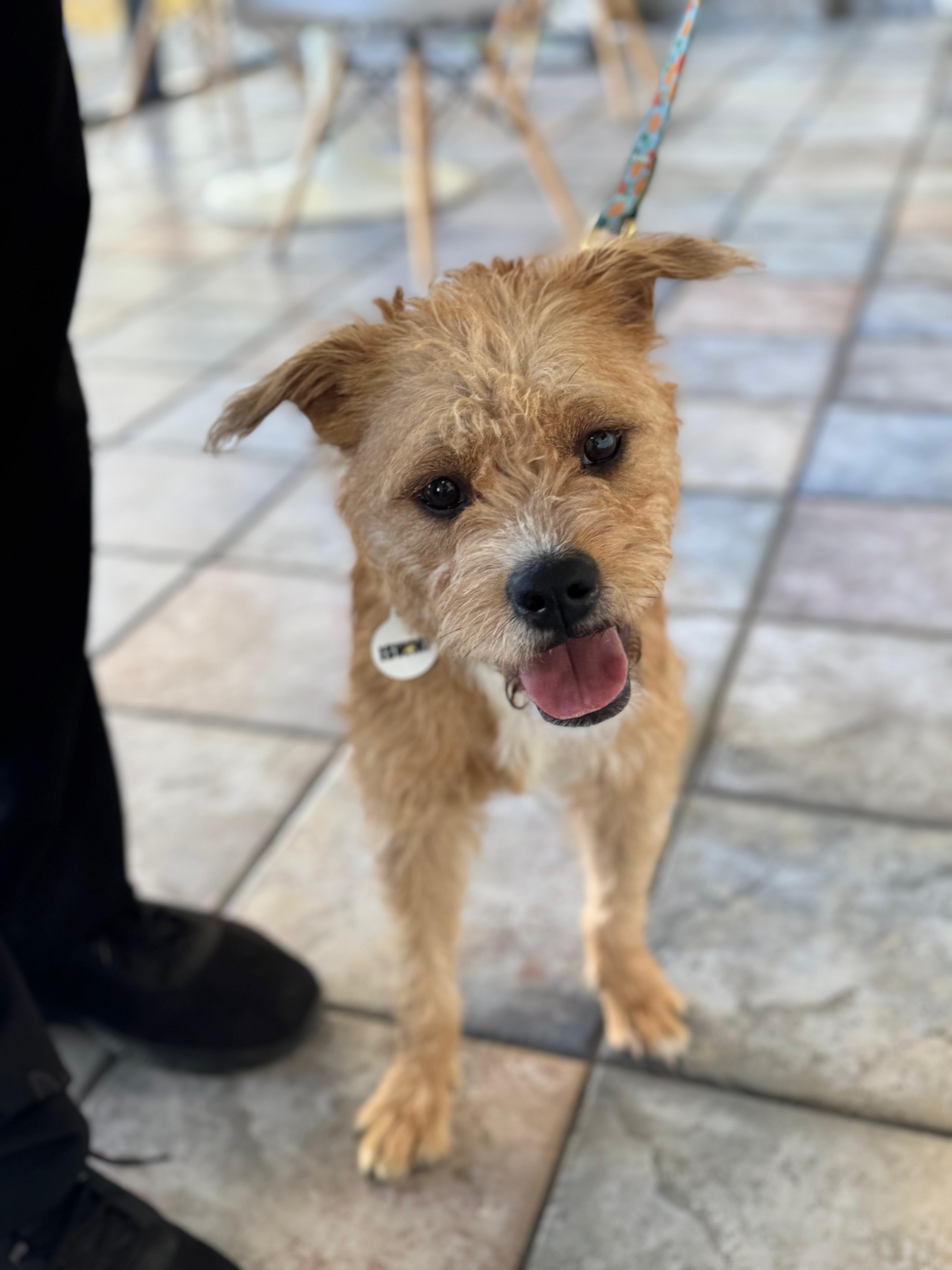 Enlarge Nala, a ADOPTABLE mixed breed in Los Angeles, CA image 1/2