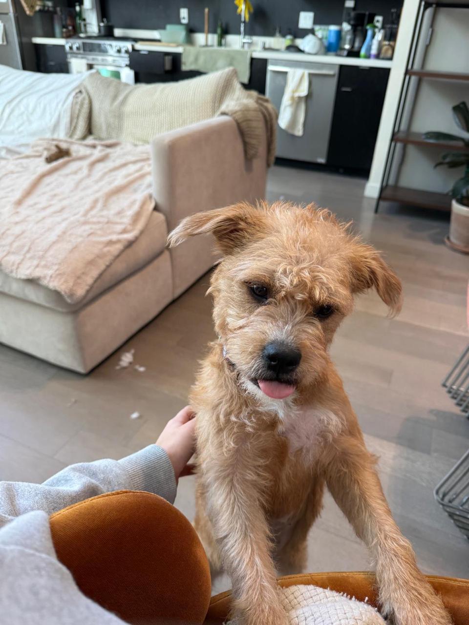 Enlarge Nala, a ADOPTABLE mixed breed in Los Angeles, CA image 2/2