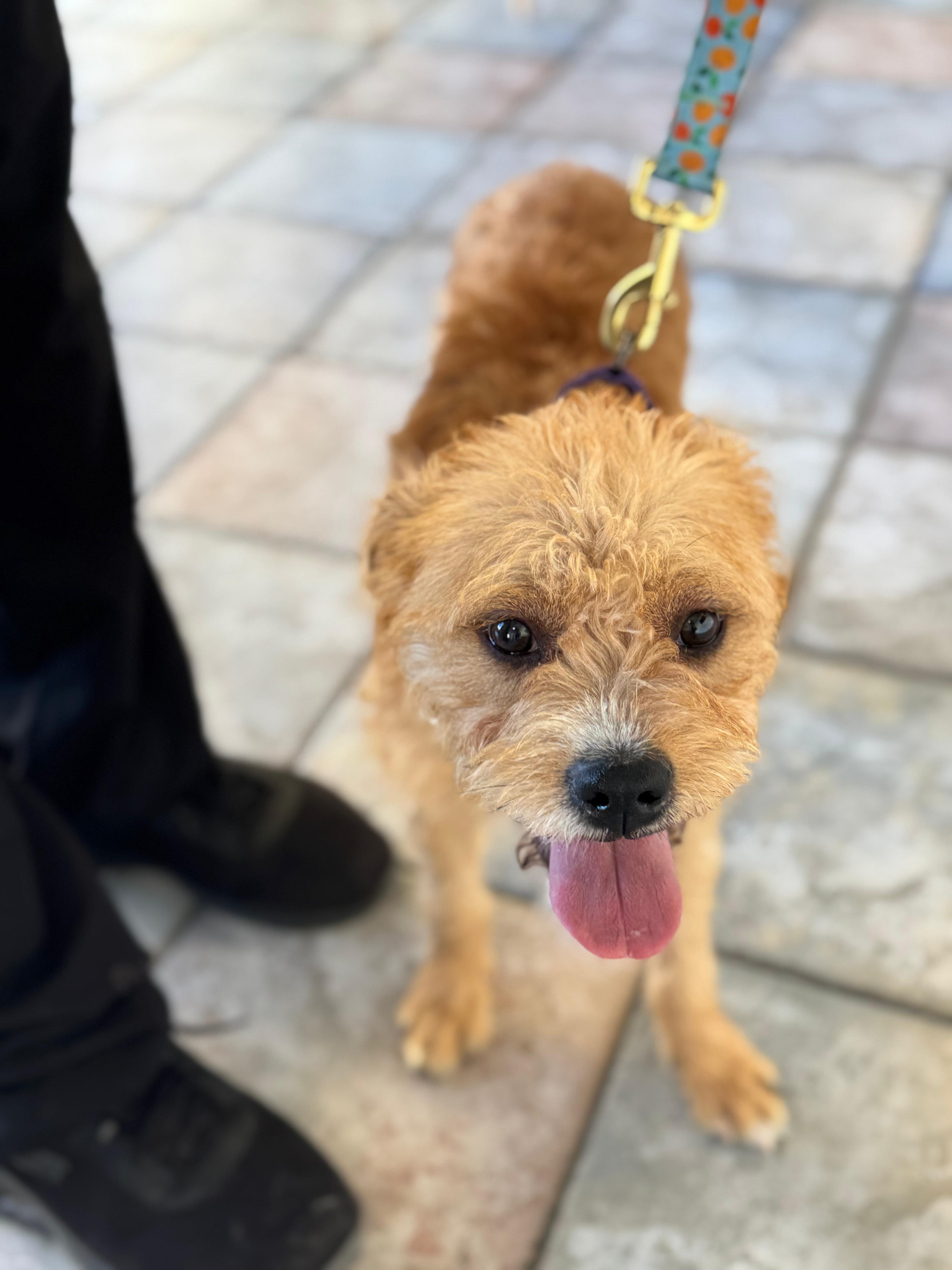 Enlarge Nala, a ADOPTABLE mixed breed in Los Angeles, CA image 3/3