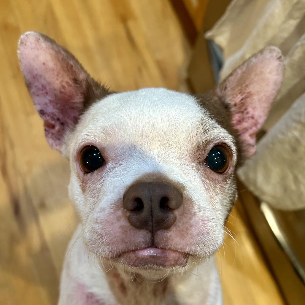 Storm, Adoptable, Adult Female Boston Terrier.