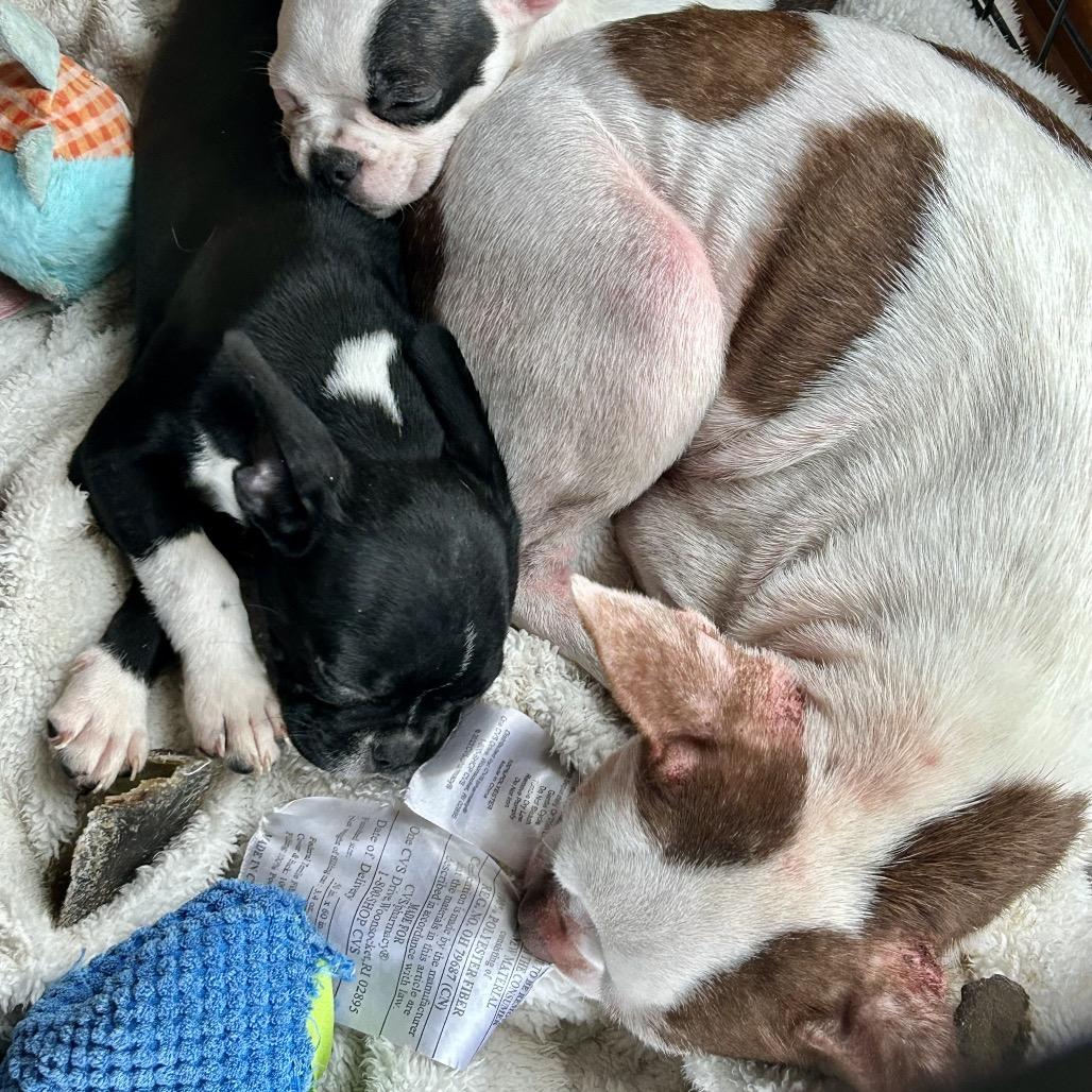 Storm, Adoptable, Adult Female Boston Terrier & French Bulldog.