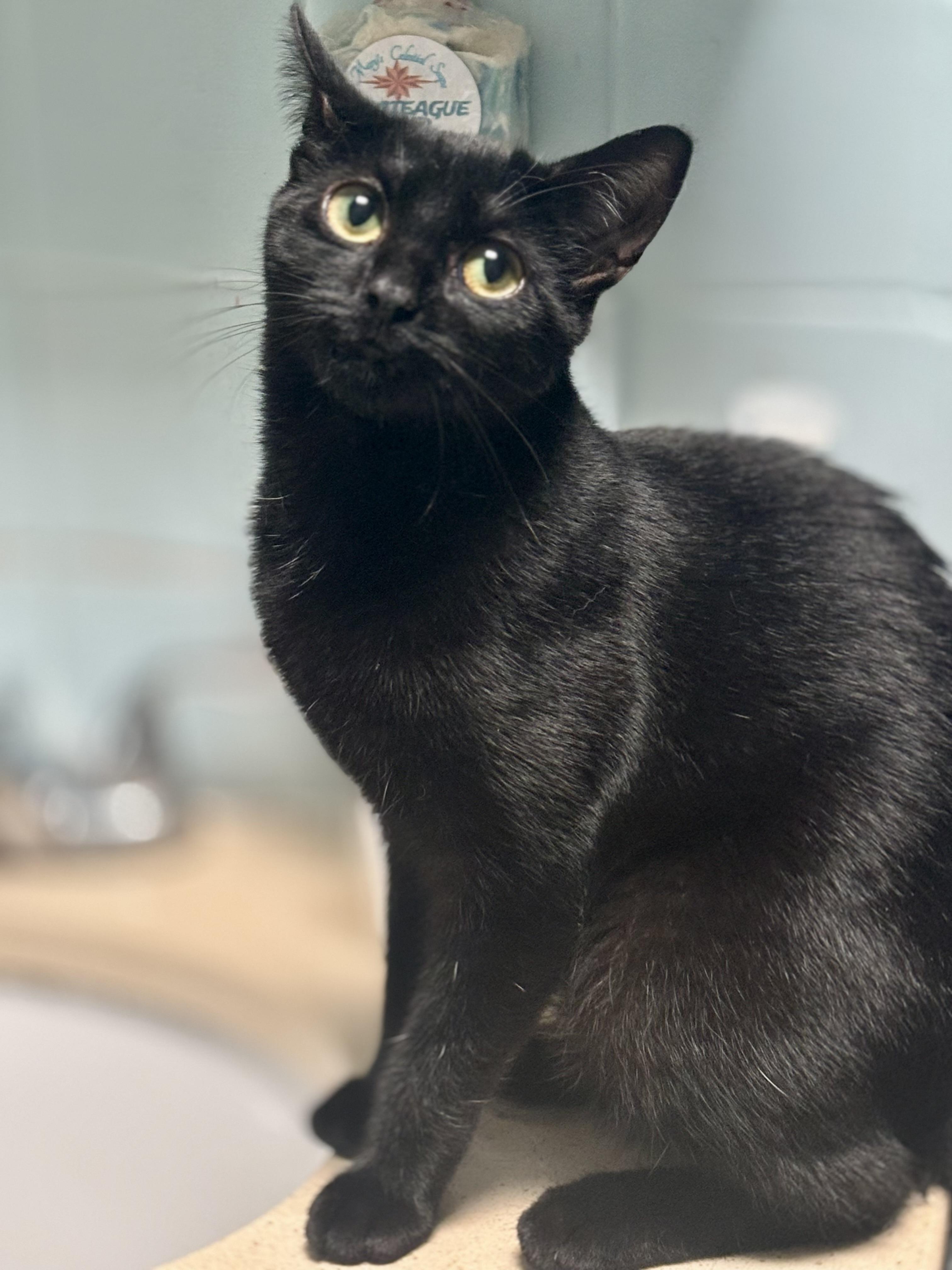 Zooli, Adoptable, Young Female Domestic Short Hair.