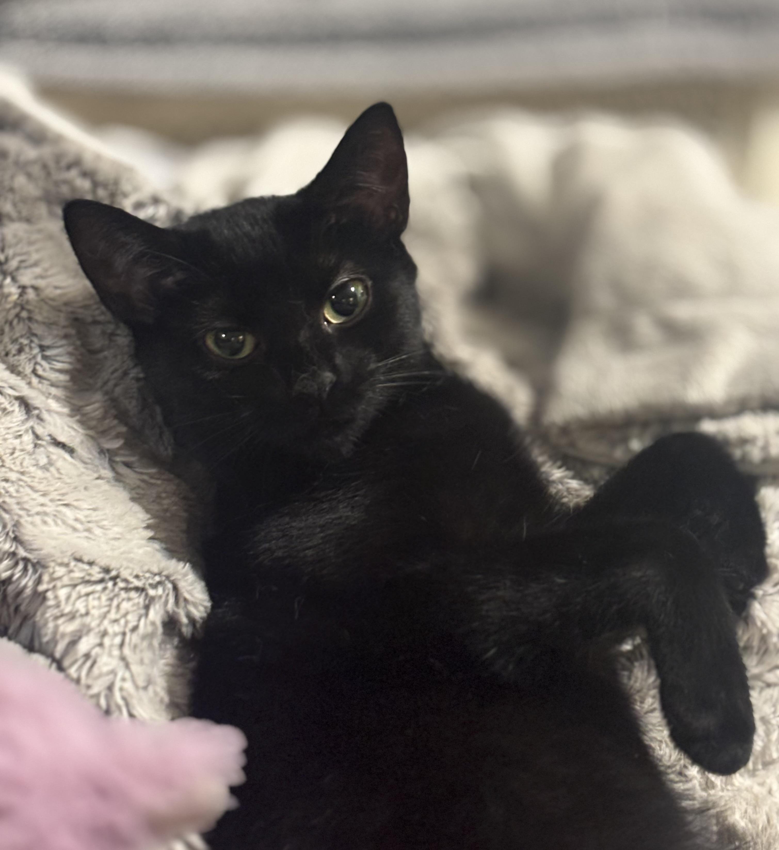 Zooli, a Adoptable Domestic Short Hair in Bensalem, PA image 3/6