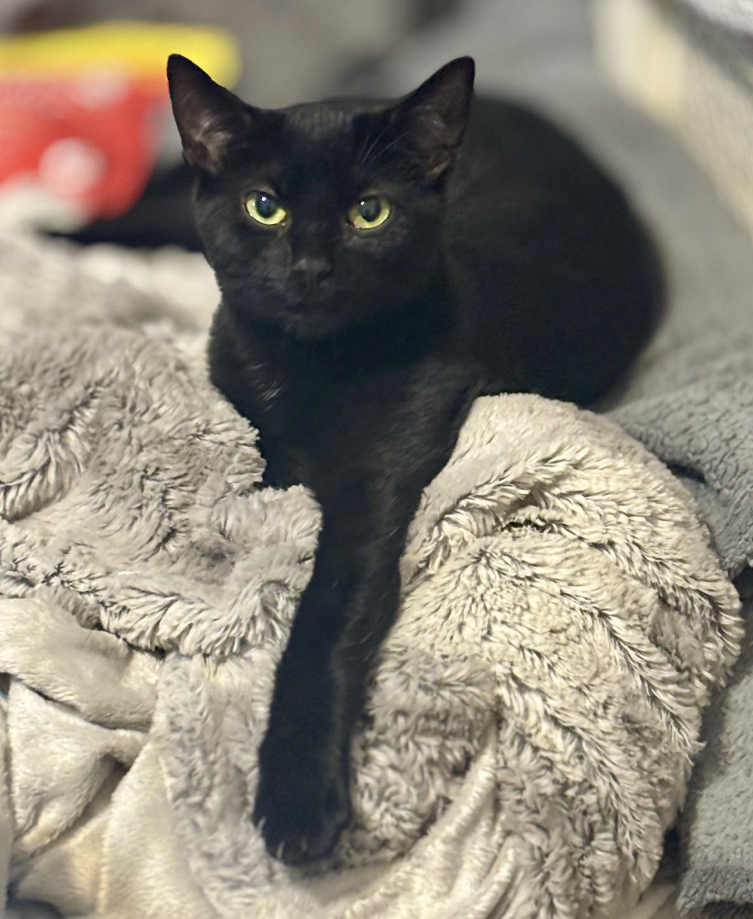 Zooli, a Adoptable Domestic Short Hair in Bensalem, PA image 2/6