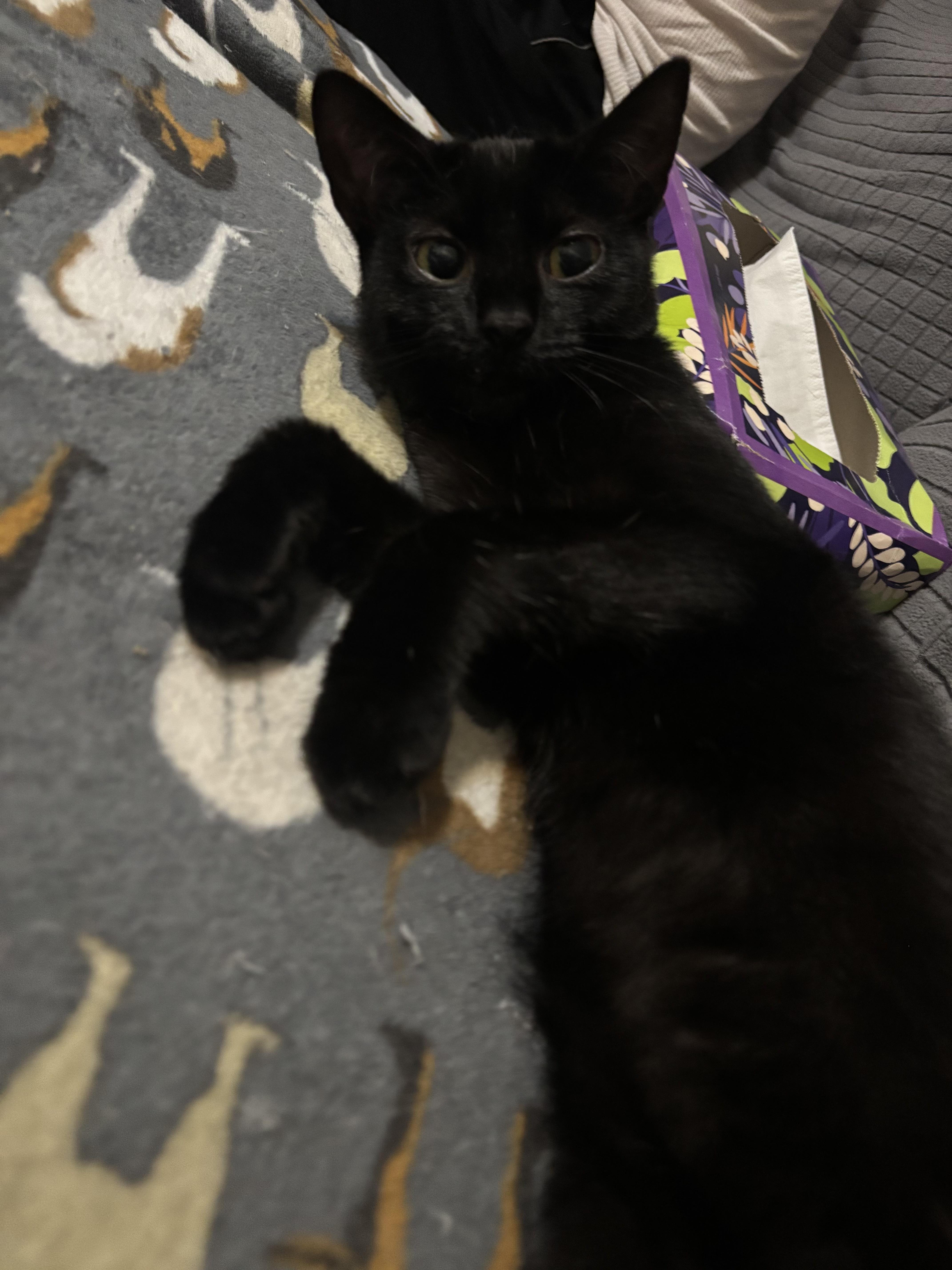 Zooli, a Adoptable Domestic Short Hair in Bensalem, PA image 5/6