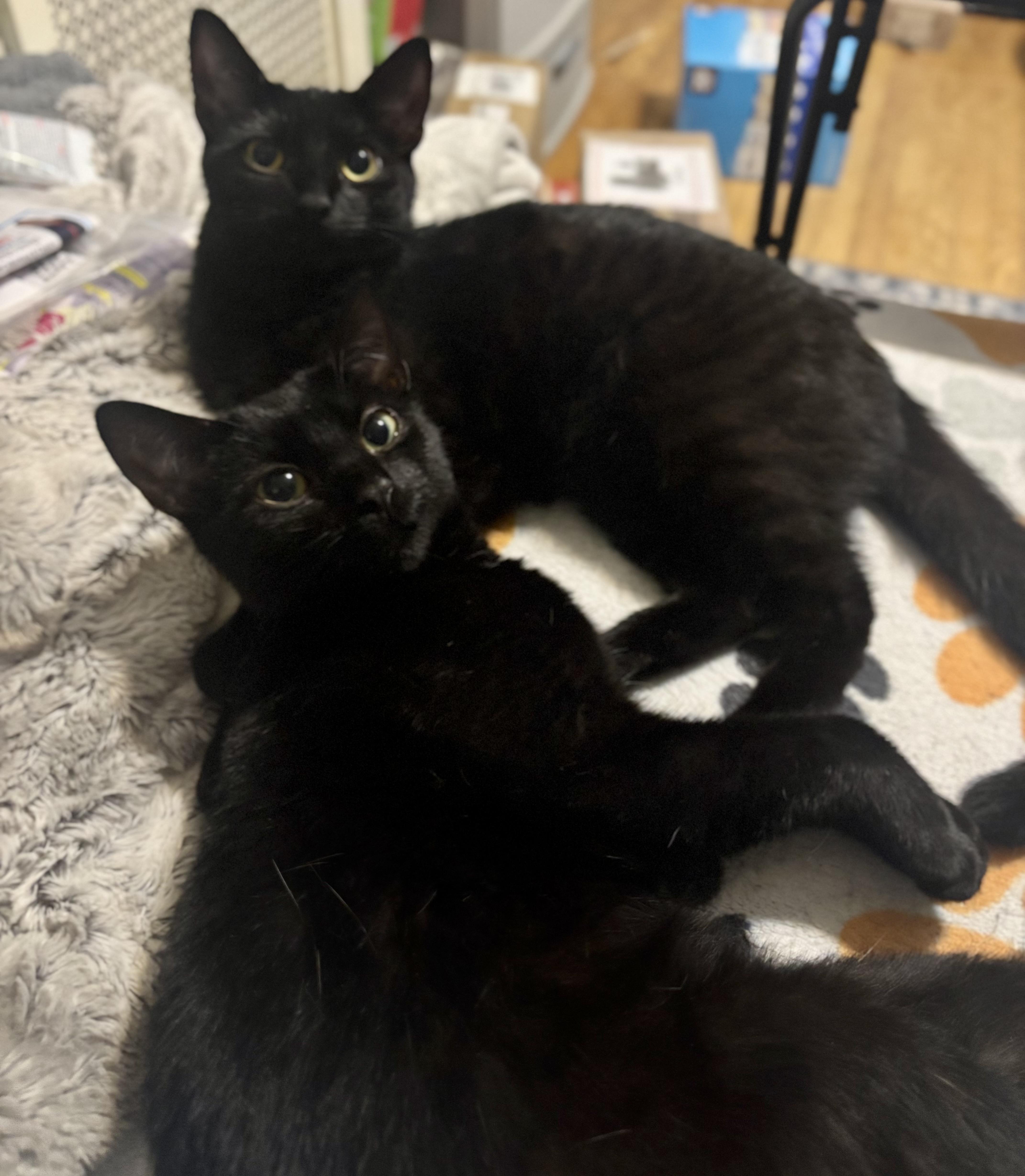 Zooli, a Adoptable Domestic Short Hair in Bensalem, PA image 6/6