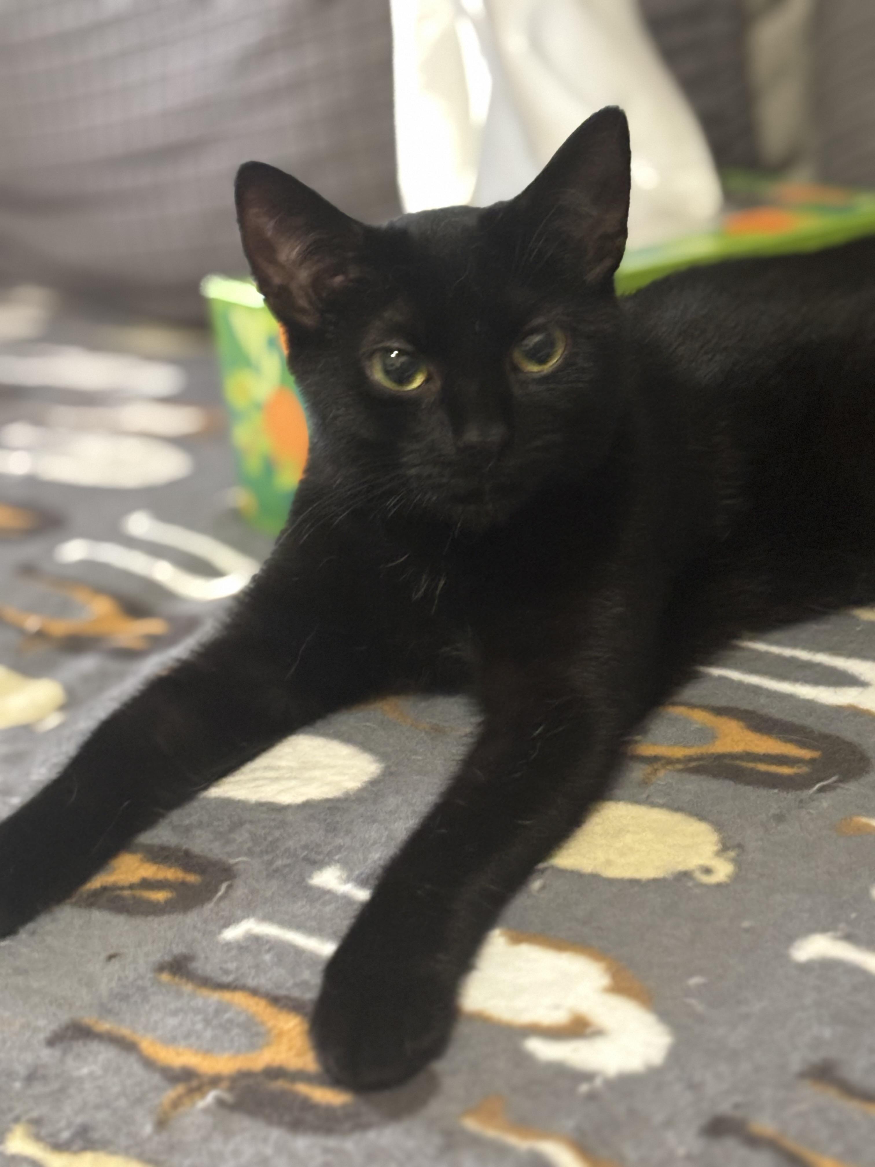 Zooli, a Adoptable Domestic Short Hair in Bensalem, PA image 4/6