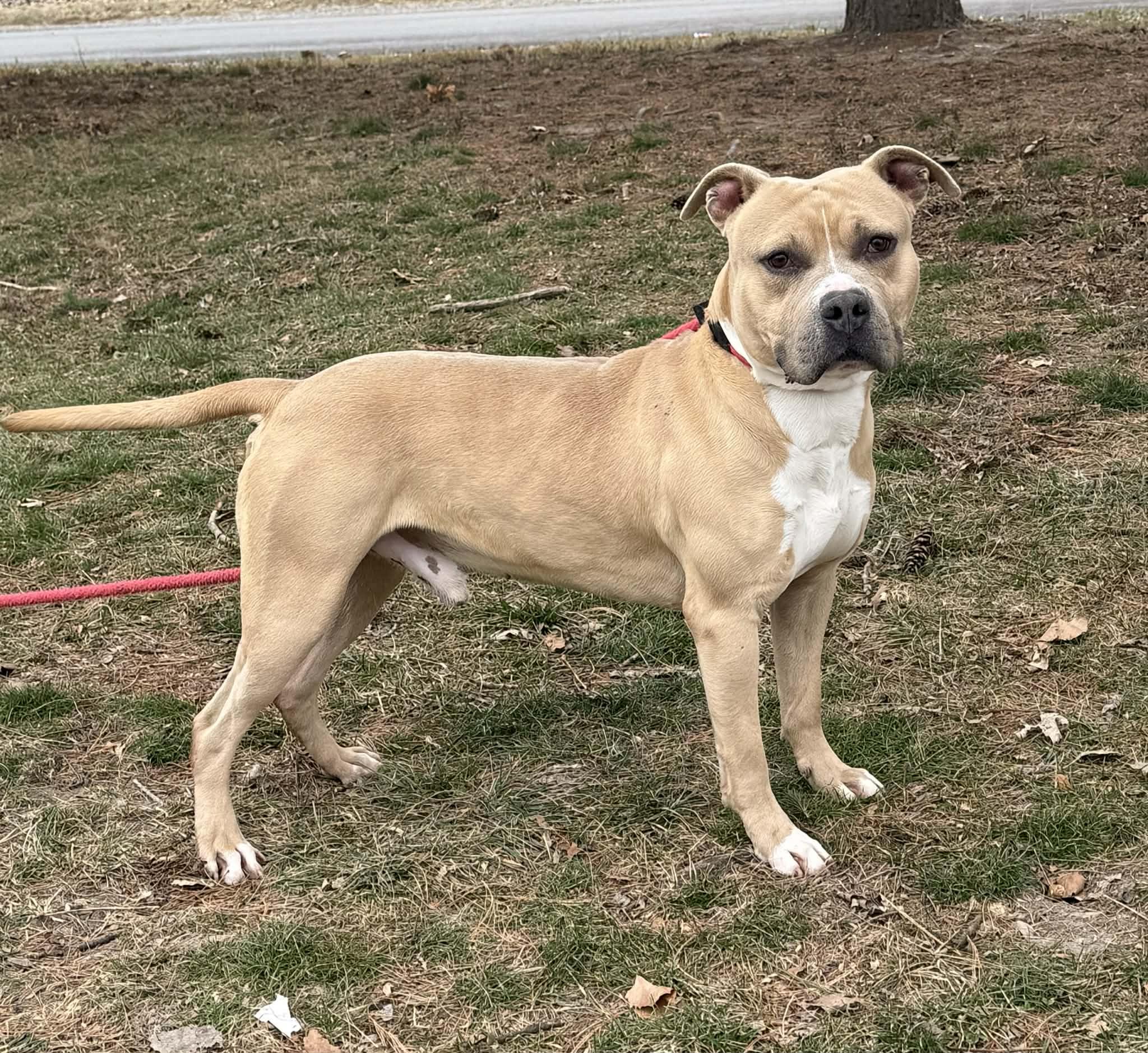 Enlarge Astro (in a FOSTER home), a ADOPTABLE mixed breed in Springfield, IL image 2/5