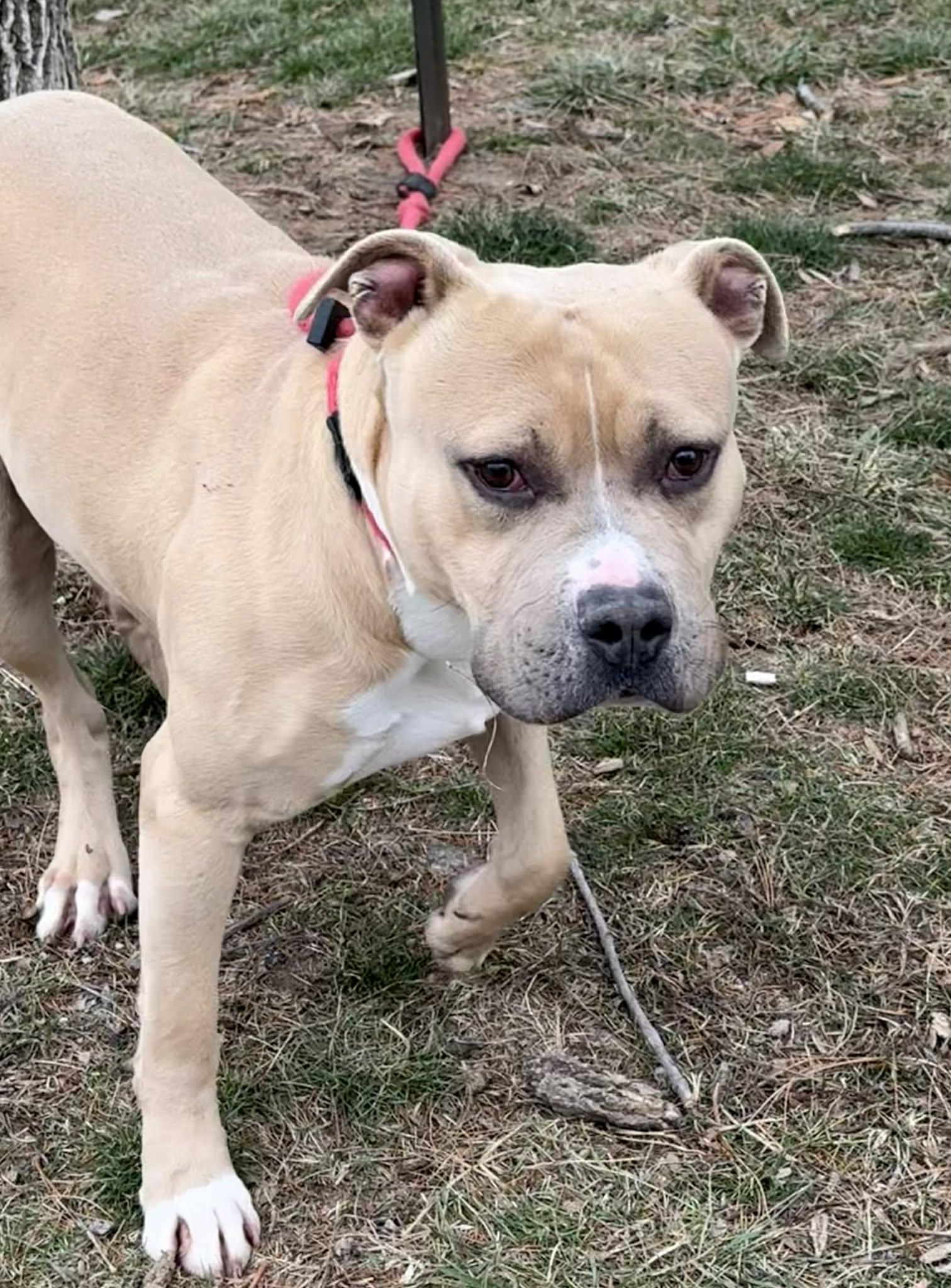 Enlarge Astro (in a FOSTER home), a ADOPTABLE mixed breed in Springfield, IL image 3/5