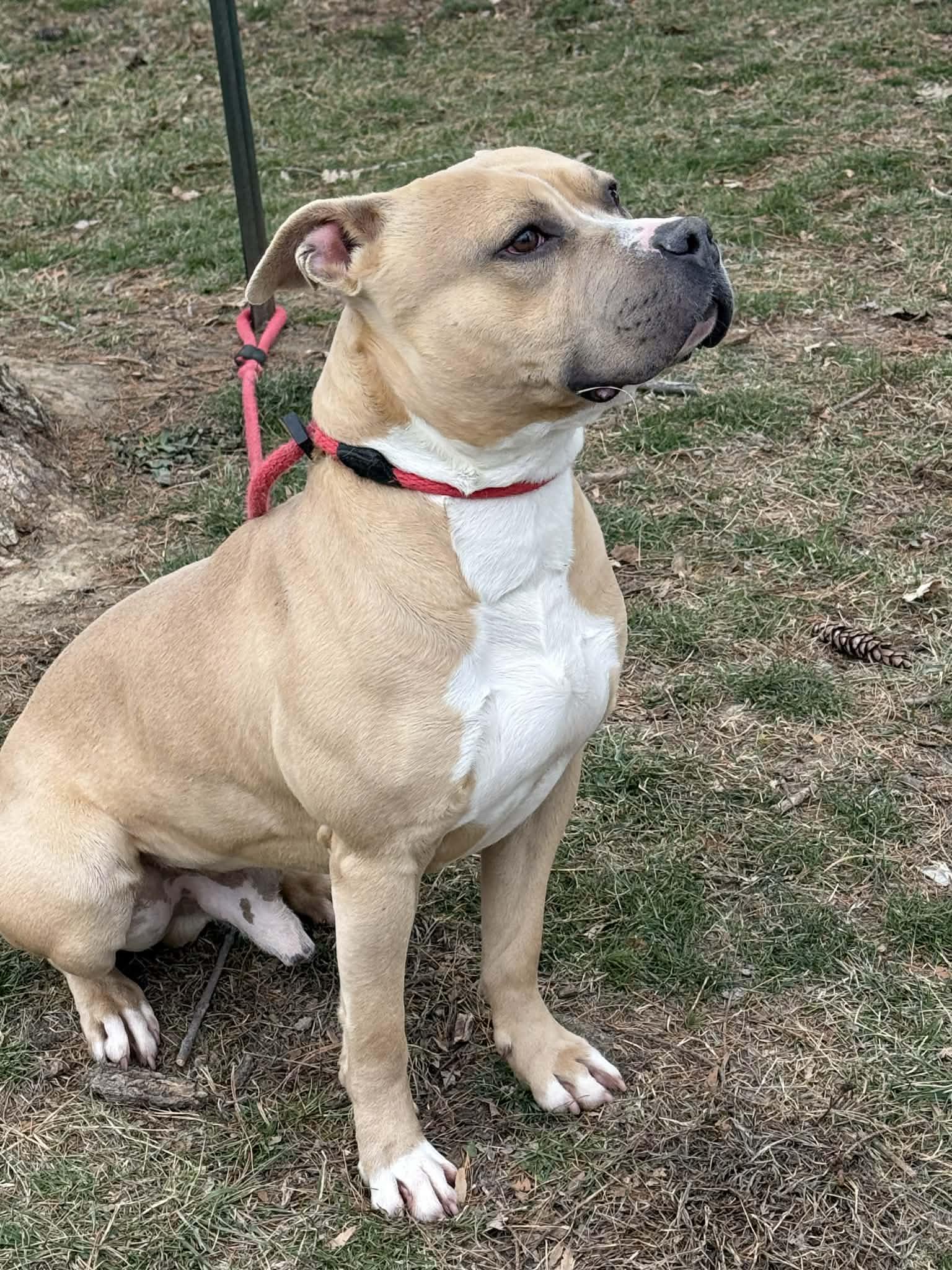 Enlarge Astro (in a FOSTER home), a ADOPTABLE mixed breed in Springfield, IL image 5/5