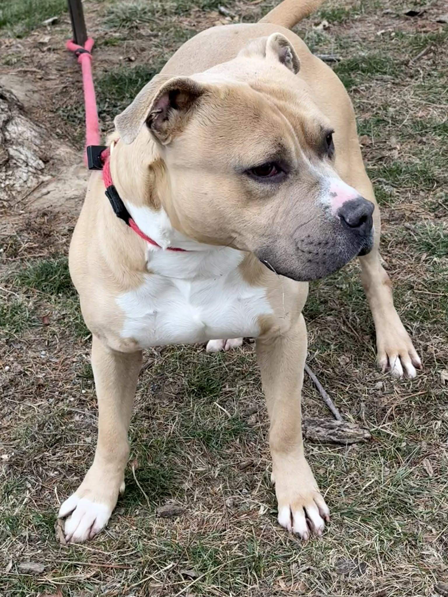 Enlarge Astro (in a FOSTER home), a ADOPTABLE mixed breed in Springfield, IL image 4/5