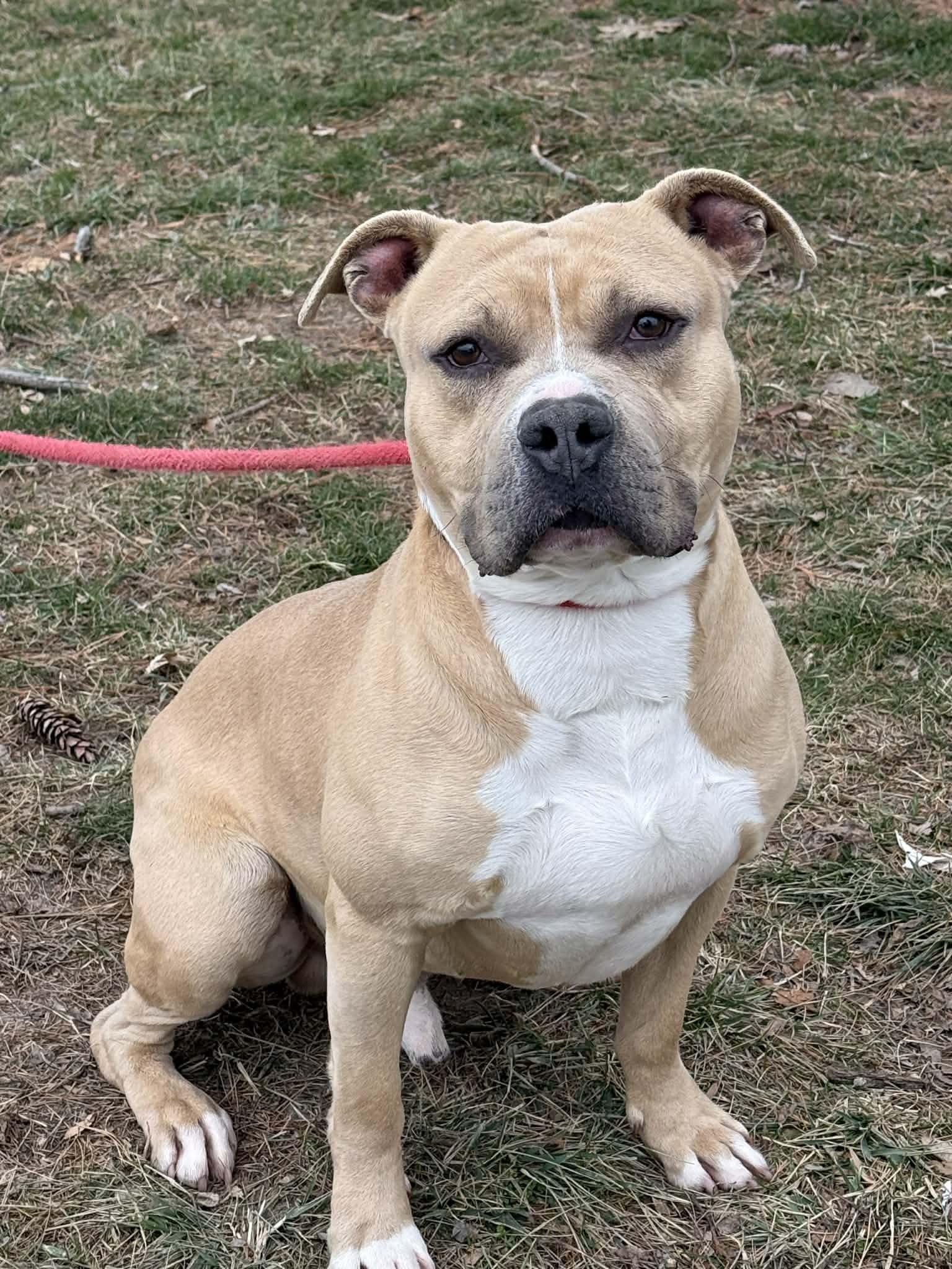 Enlarge Astro (in a FOSTER home), a ADOPTABLE mixed breed in Springfield, IL image 1/5