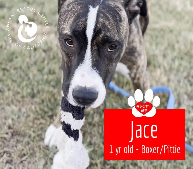 Jace, Adoptable, Young Male Bullmastiff & Pit Bull Terrier.