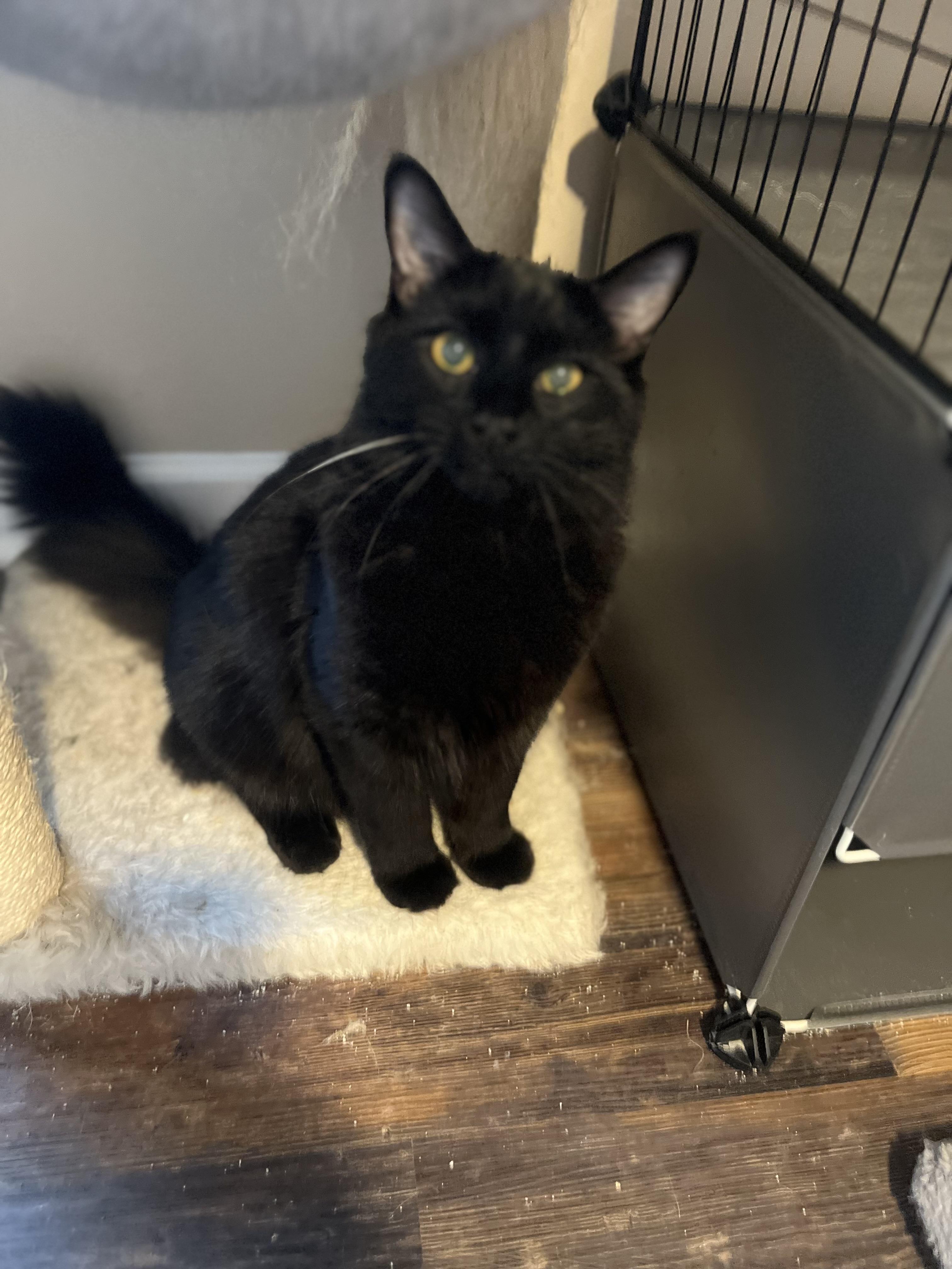 Reaper, Adoptable, Young Male Domestic Long Hair.