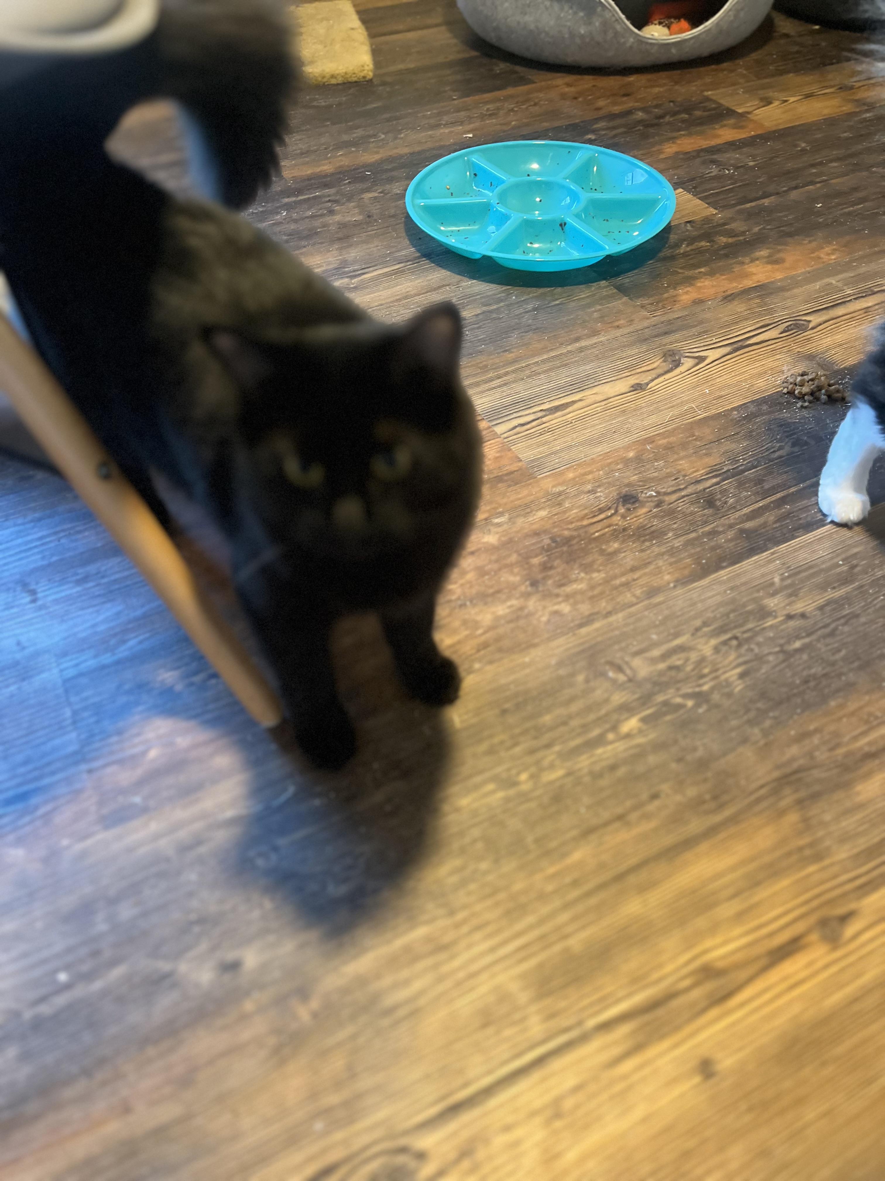 Enlarge Reaper, a Adoptable Domestic Long Hair in Woodstock, GA image 2/2