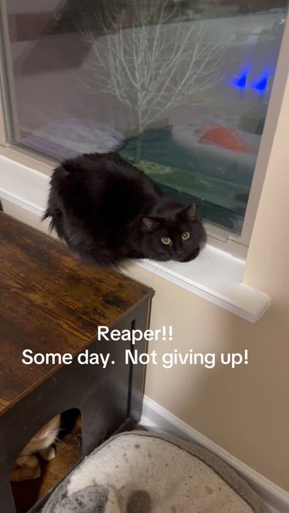 Enlarge Reaper, a Adoptable Domestic Long Hair in Woodstock, GA video 2/3