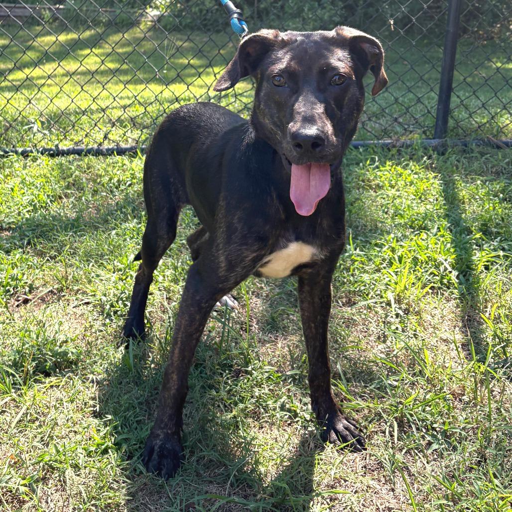Clover, Adoptable, Young Female Labrador Retriever & Mixed Breed.