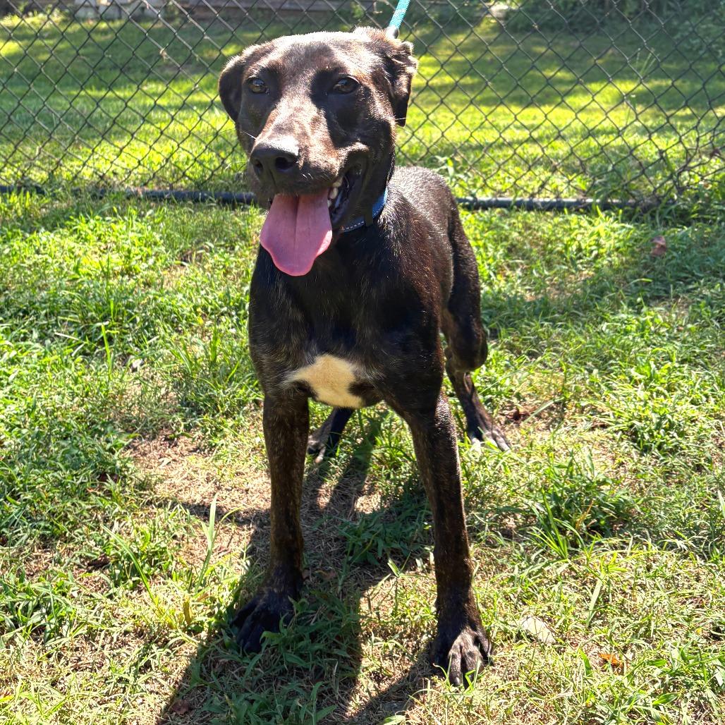 Enlarge Clover, a Adoptable mixed breed in Cabot, AR image 2/2