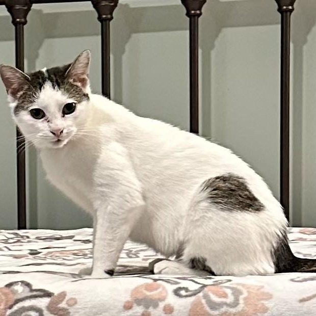 Enlarge Molly Jarrett, a Adoptable Domestic Short Hair in Lexington, NC image 1/1