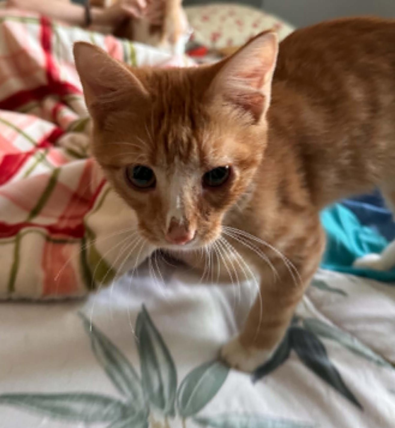 Peter, an adopted Domestic Short Hair in Roslindale, MA image 2/4