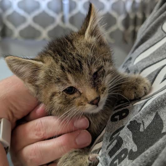 Enlarge Cannoli, a Adoptable Domestic Short Hair in Grand Island, NE image 1/2