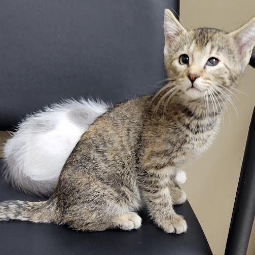 Enlarge Cannoli, a Adoptable Domestic Short Hair in Grand Island, NE image 2/2