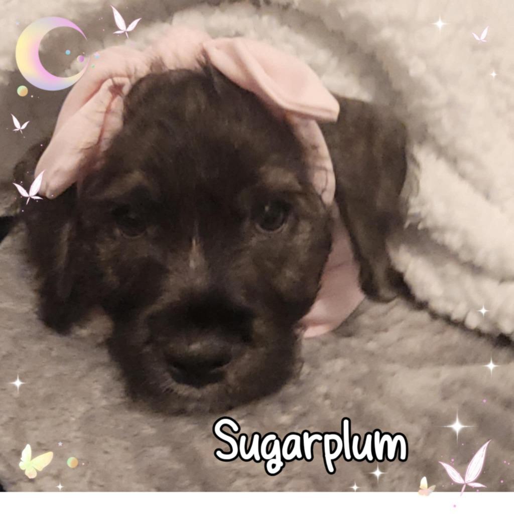 Sugar Plum, Adoptable, Puppy Female Cocker Spaniel.
