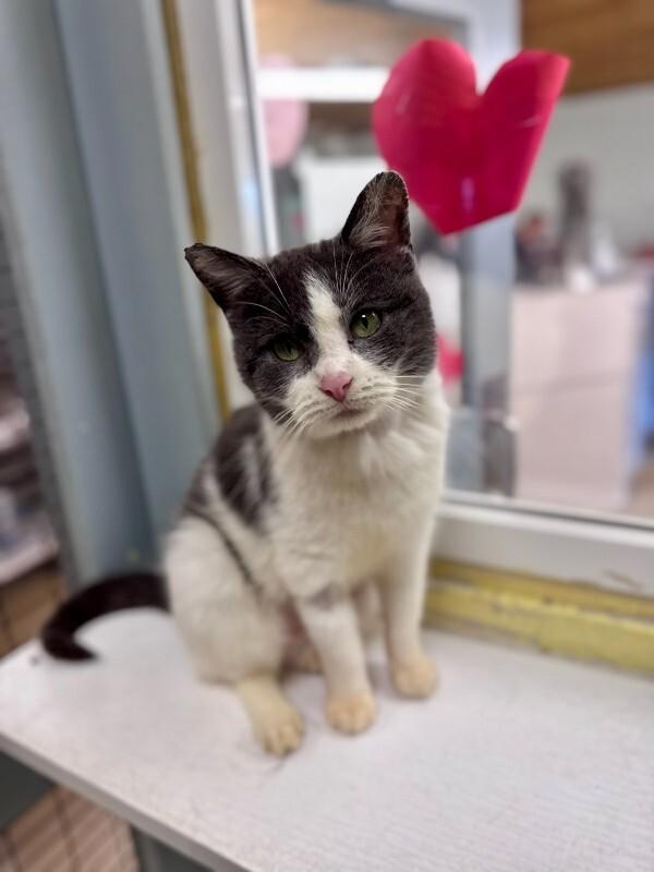 Velma, Adoptable, Adult Female Domestic Short Hair.