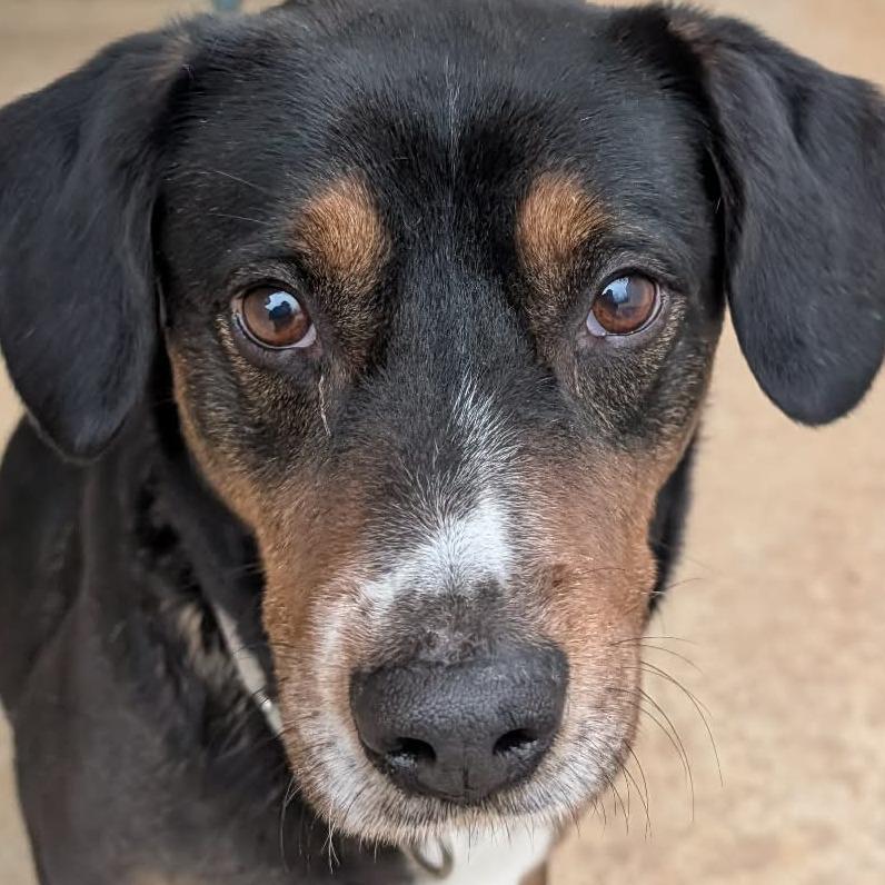 Enlarge Zeus (BAS), a Adoptable mixed breed in Lenoir, NC image 1/5