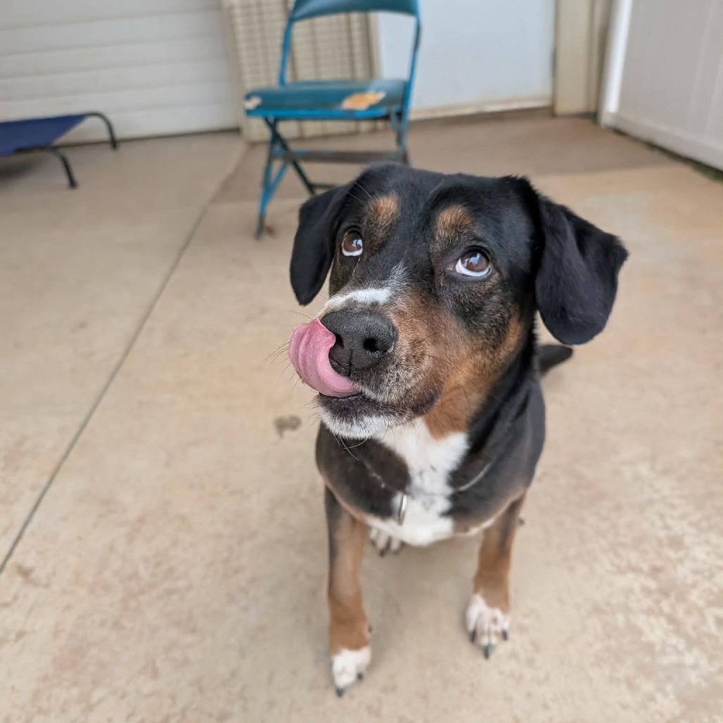 Enlarge Zeus (BAS), a Adoptable mixed breed in Lenoir, NC image 2/5