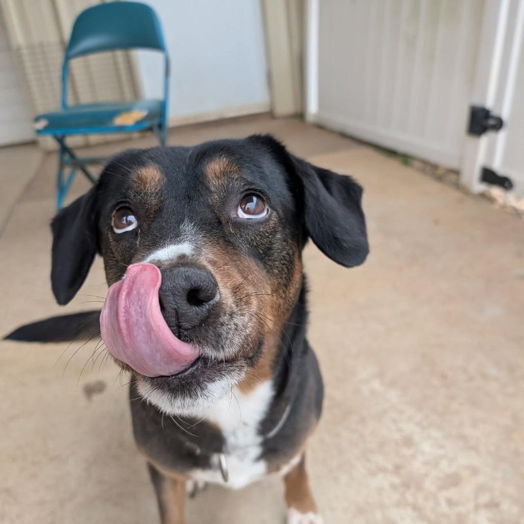 Enlarge Zeus (BAS), a Adoptable mixed breed in Lenoir, NC image 3/5