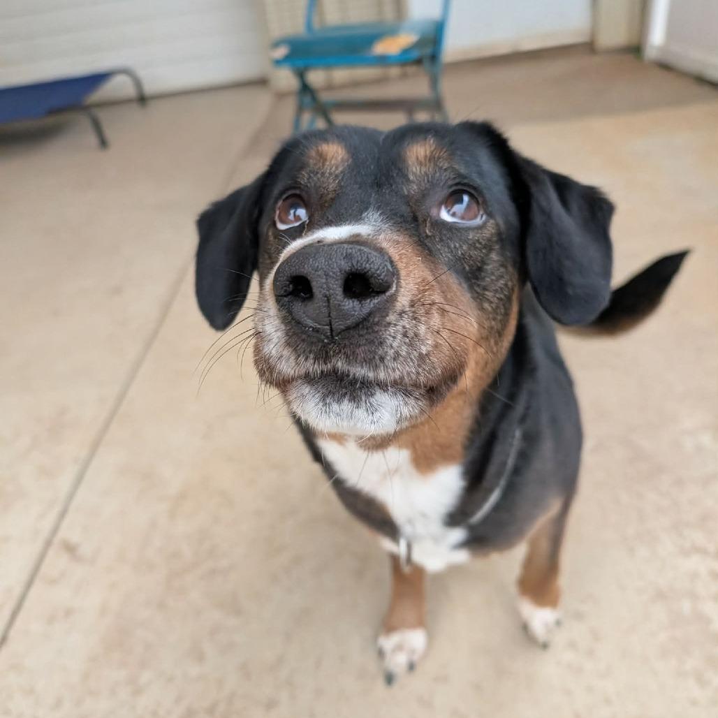 Enlarge Zeus (BAS), a Adoptable mixed breed in Lenoir, NC image 4/5