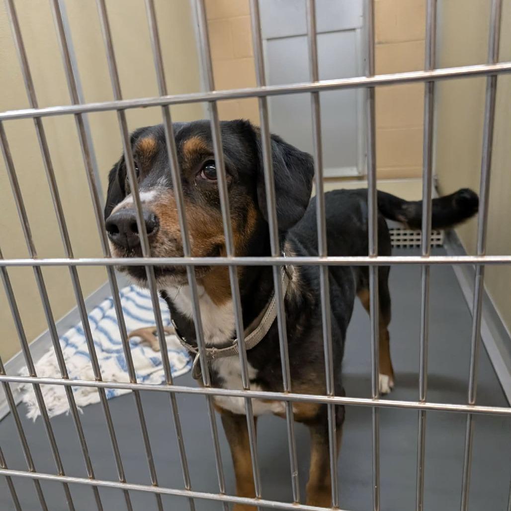 Enlarge Zeus (BAS), a Adoptable mixed breed in Lenoir, NC image 5/5