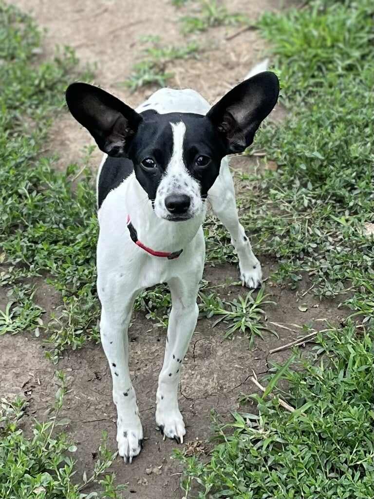 Dog for adoption Roscoe, a Rat Terrier in Walthill, NE Petfinder