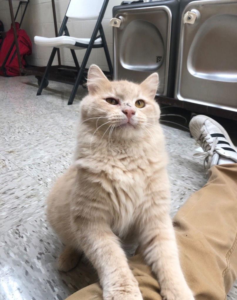 Puff Kitten Mill Street