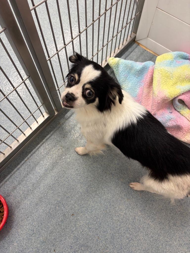 Enlarge Agnes (Puptart), a Adoptable mixed breed in Portland, IN image 1/1