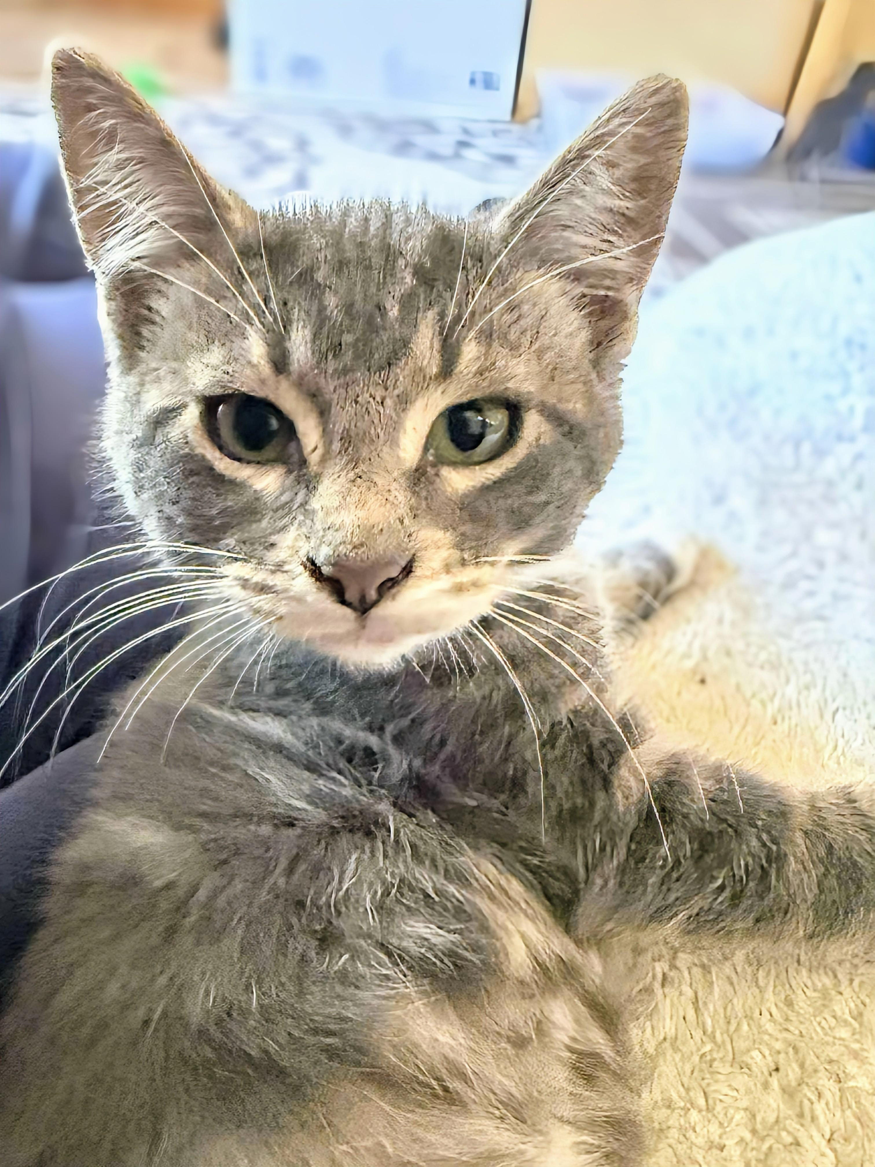 Enlarge Nixon, a Adopted Domestic Short Hair in Winnipeg, MB image 3/3